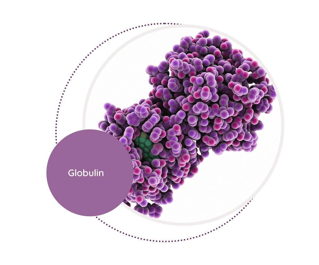 Medical Term Of Globulin at Raymond Doherty blog